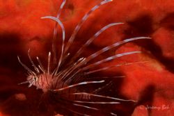 Juvenile Lionfish beautifully backdropped against a curta... by Jeremy Bek 